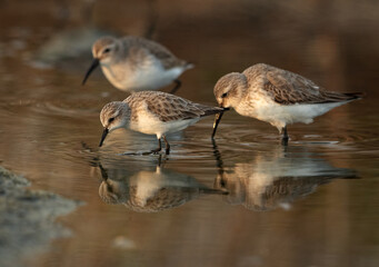 Closeup of a Dunlins and a little stint feeding at Asker marsh,  Bahrain