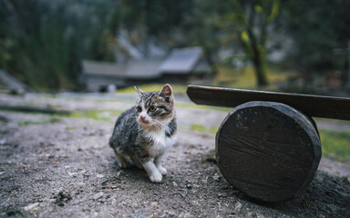 The cat looks to the side and sits on a winter lawn. Portrait of a fluffy gray cat with green eyes...
