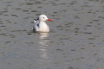 slender-billed gull (Chroicocephalus genei) in Ebro Delta
