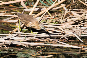 squacco heron (Ardeola ralloides) in Ebro Delta