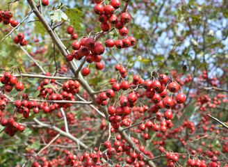 Ripened hawthorn berries