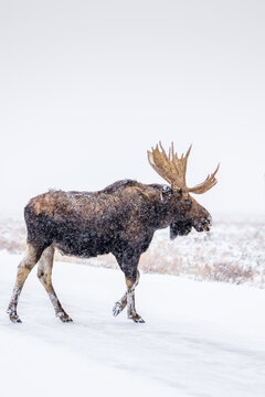 Bull Moose in a snowstorm