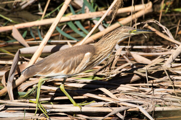 squacco heron (Ardeola ralloides) in Ebro Delta
