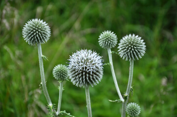 Echinops sphaerocephalus blooms in nature