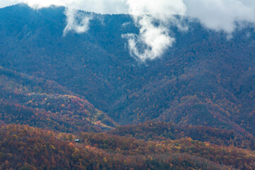 Autumn Color on Trees in North Carolina