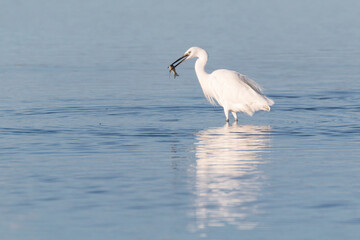 little egret (Egretta garzetta) hunting in the water in the ebro delta. Bird with tis prey in the bill
