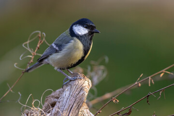 Kohlmeise (parus major)