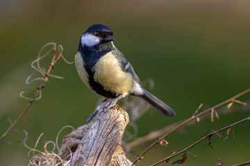 Fototapeta premium Kohlmeise (parus major)