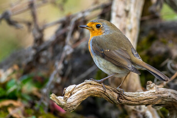 Rotkehlchen (Erithacus rubecula)