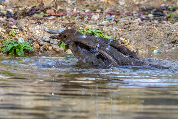 Amsel (Turdus merula) Weibchen