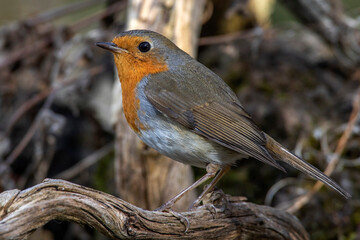 Rotkehlchen (Erithacus rubecula)