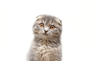 scottish fold cat kitten portrait looking at camera isolated on white background