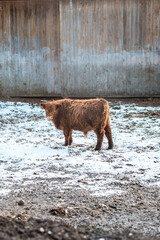 Braune junge Kuh streckt die Zunge heraus. Kalb im Winter auf der Weide.