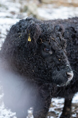 Schwarze junge Kuh Kopf im Profil.