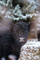 Schwarze junge Kuh im Winter schaut Verwundert.