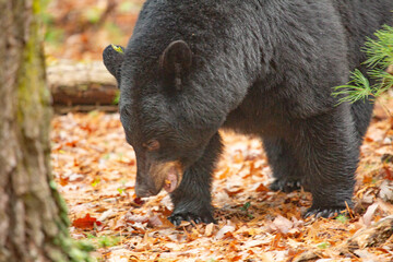Close Up Black Bear in Cades Cove Smoky Mountains