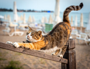Homeless street cat is stretching like yoga dog pose on the beach. Relaxing Pose, selective focus. © YALÇIN KAHYA