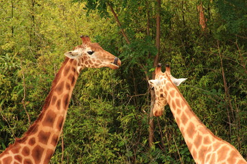 Girafes