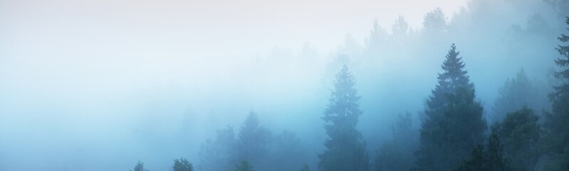 Gauja river valley and evergreen pine forest in a clouds of thick mysterious fog at sunrise....