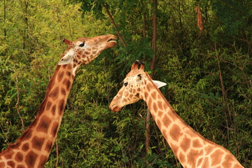 Girafes