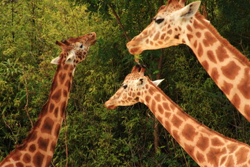 Girafes