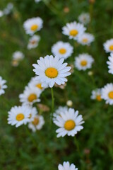 daisies in a garden flores margarida flower