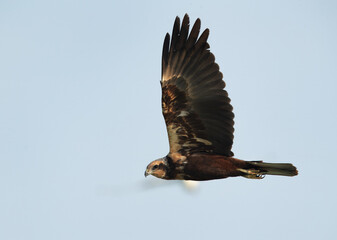 Eurasian Marsh harrier in flight at Tubli bay, Bahrain