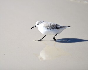 A Sanderling Foraging Along the Water's Edge at Laguna Beach in Panama City Beach, Florida