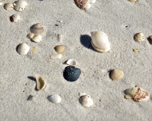 Fototapeta na wymiar Seashells on the Beach at Laguna Beach in Panama City Beach, Florida