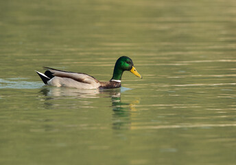 A portrait of a Mallard duck at Tubli bay, Bahrain