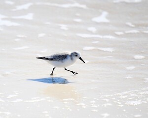 A Sanderling Foraging Along the Water's Edge at Laguna Beach in Panama City Beach, Florida