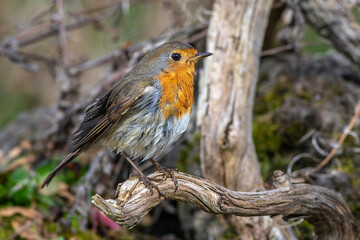 Rotkehlchen (Erithacus rubecula)