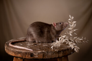 Beautiful rat