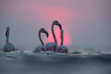 A pair of Greater Flamingos and dramatic sunrise at Asker coast, Bahrain