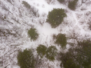Aerial drone top view. Green pine trees among the forest covered with snow.