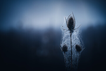 Haute Couture champêtre