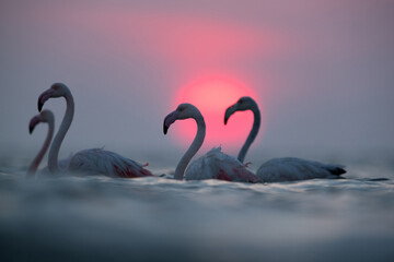 Greater Flamingos wading in water with backdrop of dramatic sunrise at Asker coast, Bahrain