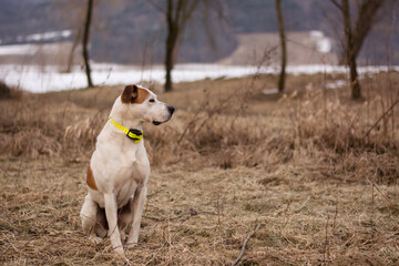 Beautiful american pitbull terrier, dog winter portrait, bad weather, mud, electronic collar