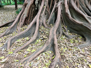 roots of an old tree