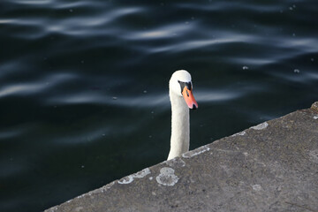 mute swan cygnus olor