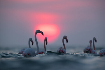 Greater Flamingos and dramatic sunrise at Asker coast, Bahrain