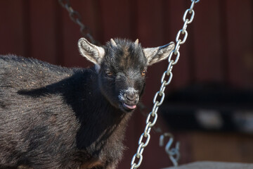 Baby goat on a swing