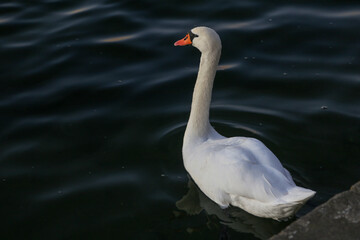 Elegant swan swimming on Maschsee Lake in Hannover, Germany