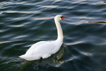 Fototapeta premium white swan on the water