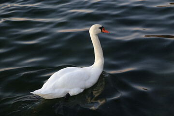 swan on the water