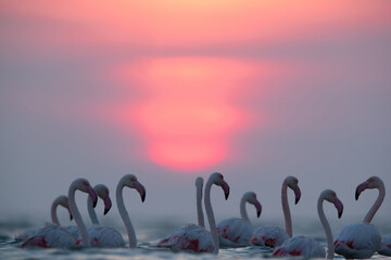 Greater Flamingos and dramatic hue during sunrise at Asker coast, Bahrain