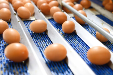 Chicken eggs move along a conveyor in a poultry farm. Food industry concept, chicken egg production. High quality photo