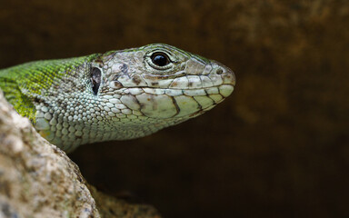Smaragdeidechse,  Lacerta viridis, Eidechse