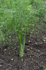 Vegetables grow and harvest in your garden.
For healthy foods in nature.