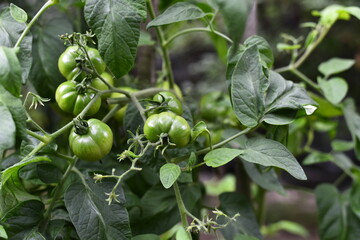 Vegetables grow and harvest in your garden.
For healthy foods in nature.